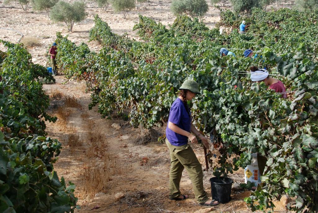 Carmey Avdat Farm Midreshet Ben Gurion المظهر الخارجي الصورة